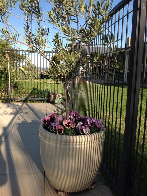 Amazing Views Pet Friendly Bed And Breakfast - Accommodation Asia 3