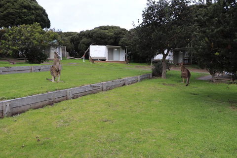Anglesea Family Caravan Park - Accommodation Asia 3