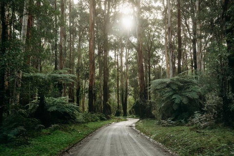 Luxury Treetop Escape With A Garden Glasshouse - Accommodation Asia 2