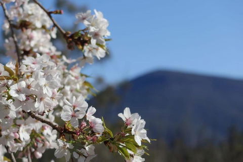 Mountains And Treetops Retreat - Nature Getaway - Accommodation Guide 3