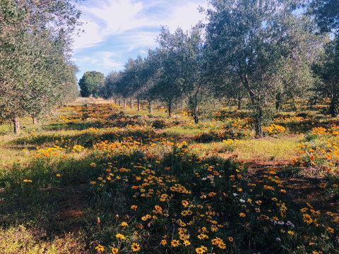 Olive Grove Retreat 1 By Tiny Away - Accommodation Asia 3