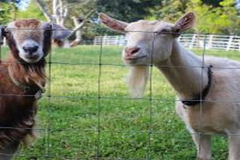 Preston Valley Retreat - Accommodation Asia 2