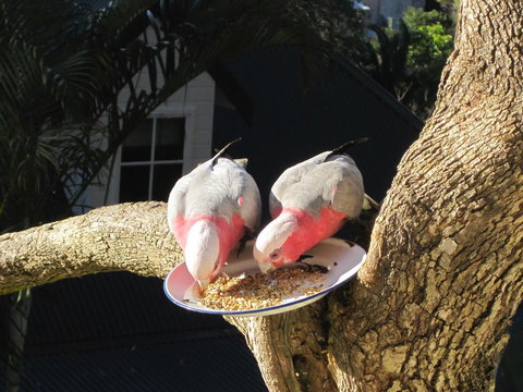 Avoca Breezes - Accommodation Asia 2