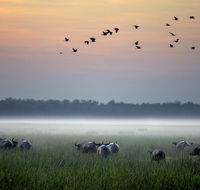 Bamurru Plains - Accommodation Asia