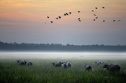 Bamurru Plains - Accommodation Asia 0