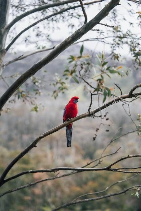 Riverside Cabin 18 Thredbo - Accommodation Guide 1