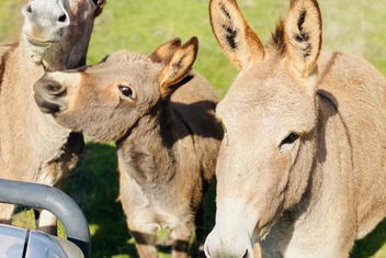 Sandalwood Downs Fabulous Farm Stay TOODYAY with Accommodation China