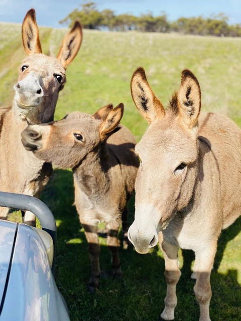 Sandalwood Downs Fabulous Farm Stay TOODYAY - Accommodation China 0