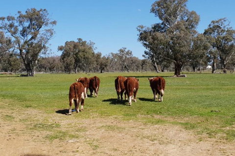 Big Tiny Jindera Park - Accommodation Asia 1