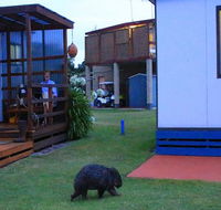 BIG4 Kelso Sands Holiday  Native Wildlife Park - Accommodation Asia