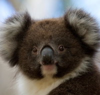 Bimbi Park - Camping Under Koalas - Accommodation Guide