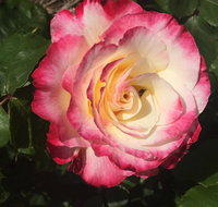 Birchwood Cottage - Accommodation China