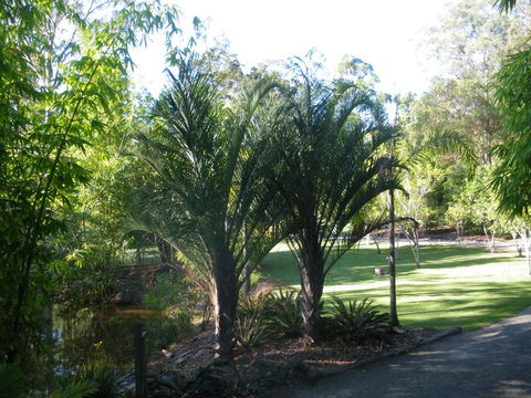 BoBRENE On Tamborine Nude Retreat - Quaint Cottage - Accommodation Asia 2