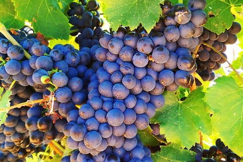 The Fully Local (Private) Tour - Accommodation Asia 0