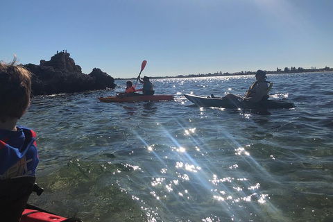 Penguin Island And Fremantle - Canoe, Chocolate & Coffee - Accommodation Guide 1