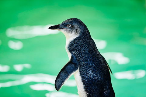 Penguin Island And Fremantle - Canoe, Chocolate & Coffee - Accommodation Guide 4