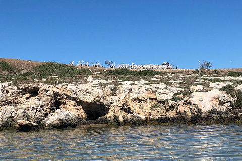 Penguin Island And Fremantle - Canoe, Chocolate & Coffee - Accommodation Guide 5