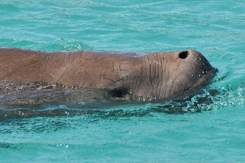 Cruise In Moreton Bay Marine Park And Moreton Island - Accommodation Guide 3