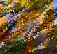 Full Day Tamar Valley Wine Tour - Accommodation China