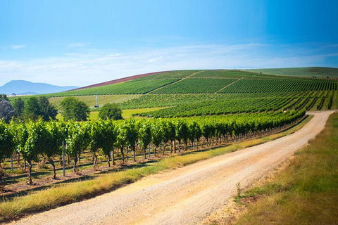 Full Day Tamar Valley Wine Tour - Accommodation Asia 1