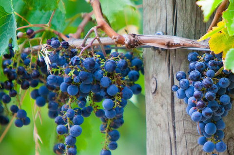 Mornington Peninsula Tour Inc Chairlift,beach Boxes,lunch,choc Tasting And More - Accommodation Guide 4