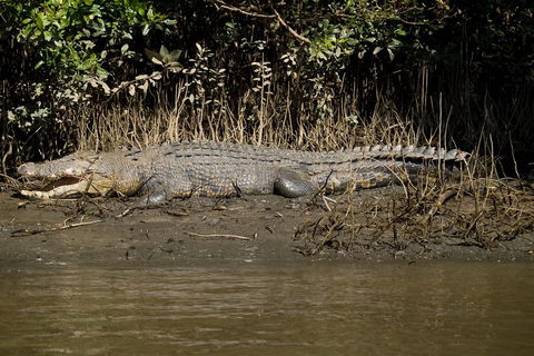 5-Day Best Of Cairns With Daintree, Kuranda, And Great Barrier Reef - Accommodation Guide 5