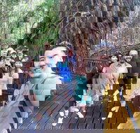 Cairns 4WD Waterfall and Rainforest Tour Including Kuranda Scenic Railway - Accommodation China