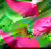 3-Day Best of Cairns Combo The Daintree Rainforest Great Barrier Reef and Kuranda - Accommodation China