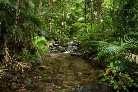 Cairns Reef And Rainforest Combo: Daintree Rainforest And The Great Barrier Reef - Accommodation Guide 1