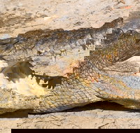 4-Day Cairns Ultimate Combo Daintree Rainforest Reef Kuranda  Paronella Park - Accommodation China