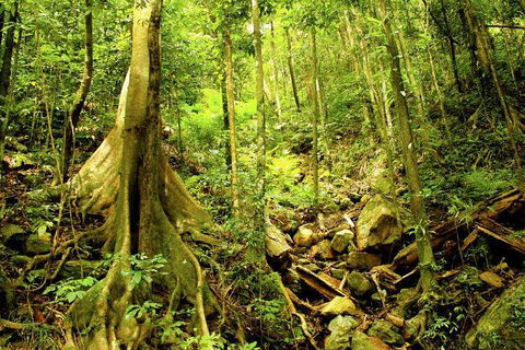 Barron Gorge And Kuranda National Park Half Day Rainforest And Waterfall 4WD Tour From Cairns - Accommodation Guide 4