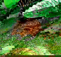 3-Day Small-Group Tour of North Queensland with Pick Up - Accommodation China