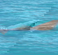Snubfin Dolphin Eco Cruise from Broome - Accommodation Asia
