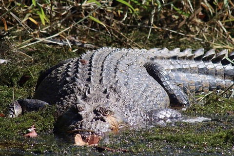 Full Day Tour In The Daintree - Accommodation Guide 0