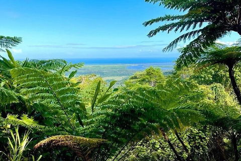 Full Day Tour In The Daintree - Accommodation Guide 5