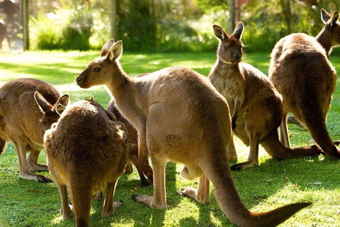 Melbourne City Card (3 Days): Visit Unlimited Attractions! - Accommodation Guide 4