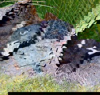 Private Blue Mountains Tour with Kangaroo and Koala Experience - Accommodation China