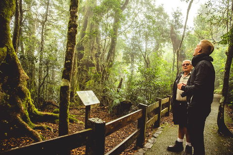 Full-day Springbrook National Park Tour From The Gold Coast - Accommodation Guide 1
