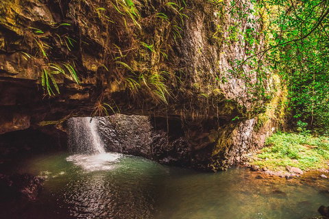 Full-day Springbrook National Park Tour From The Gold Coast - Accommodation Guide 4