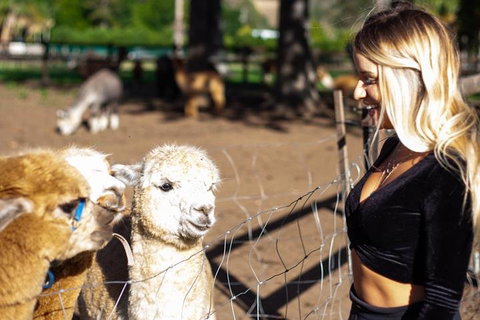 O'Reilly's & Lamington National Park Incl. Alpaca Farm + Vineyard - Accommodation Guide 3