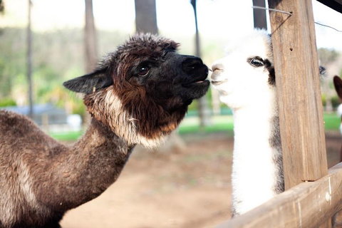 O'Reilly's & Lamington National Park Incl. Alpaca Farm + Vineyard - Accommodation Guide 4