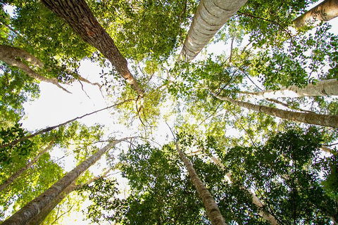 Fraser Island 4WD Tour From Noosa - Accommodation Guide 0