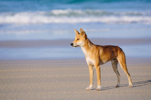 Fraser Island 4WD Tour From Rainbow Beach - Accommodation Guide 2