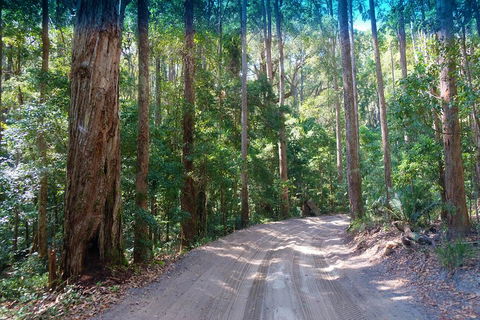 Fraser Island 4WD Tour From Rainbow Beach - Accommodation Guide 4