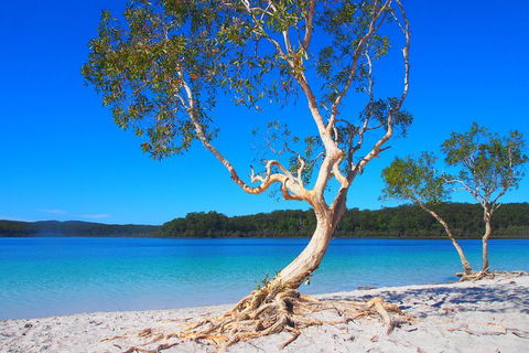 Fraser Island 4WD Tour From Rainbow Beach - Accommodation Guide 5