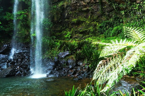 Private Tour - Rainforest & Waterfalls Extravaganza - Accommodation Guide 1