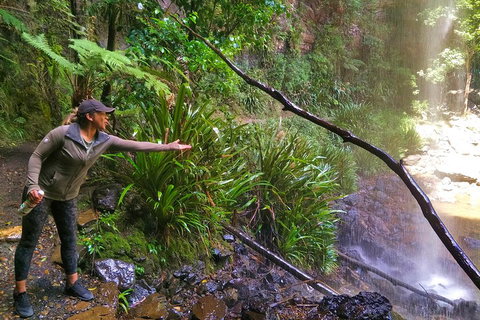 Private Tour - Rainforest & Waterfalls Extravaganza - Accommodation Guide 4