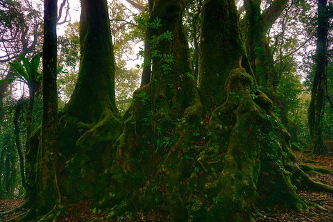 Private Tour - Rainforest & Waterfalls Extravaganza - Accommodation Guide 5