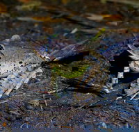 Glow Worms Private Tour - Nocturnal Rainforest Walk - Accommodation China