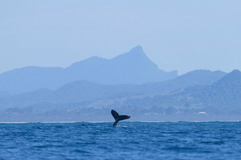 The Byron Bay Sea Kayak Tour - Accommodation Asia 0